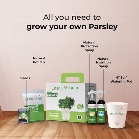 Parsley Grow Kit