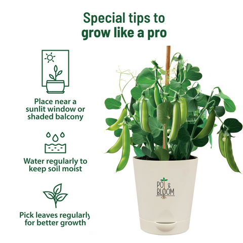 Peas Grow Kit (Medium)