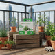 Peas Grow Kit (Medium)