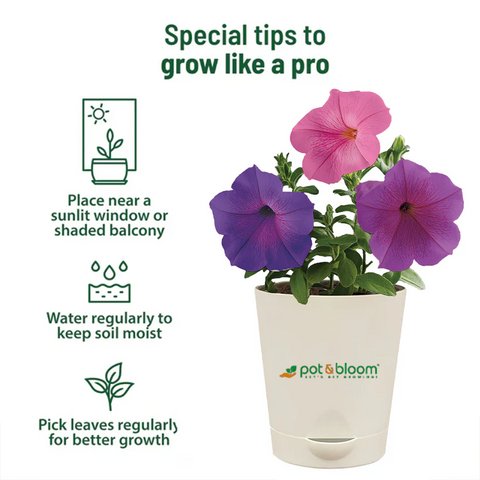 Petunia Grow Kit (medium)
