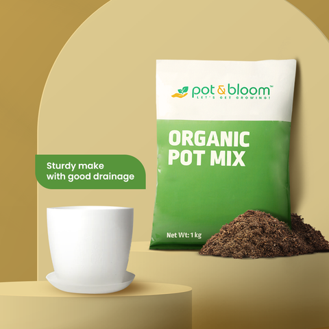 1kg Pot Mix +1 Pot and Plate Combo