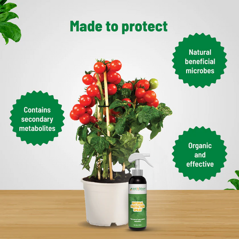 Protection Spray 500 ml