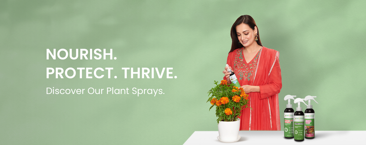 Sprays