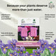 Flowering Plant Food Nutrition Sticks