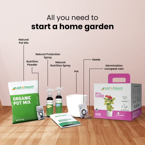 Zinnia Grow Kit (Big)