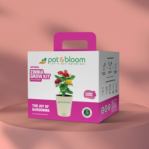 Zinnia Grow Kit  (Medium)