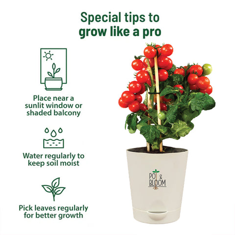cherry tomato plant care pot Buy Cherry Tomato Grow Kit Online at Best Price
