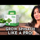 Spinach Grow Kit (Big)