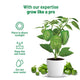 Capsicum Seeds Kit: Complete gardening kit | Pot & Bloom