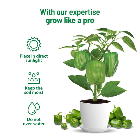planting capsicum in pots Buy Capsicum Grow Kit Online at Best Price