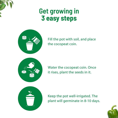 Capsicum Vegetable Seeds: Complete gardening kit | Pot & Bloom