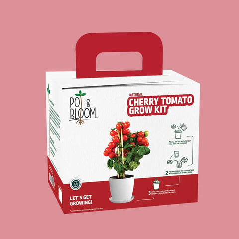  Tomato Plant for home