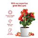 Cherry Tomato Seeds Kit : Complete gardening kit  | Pot & Bloom