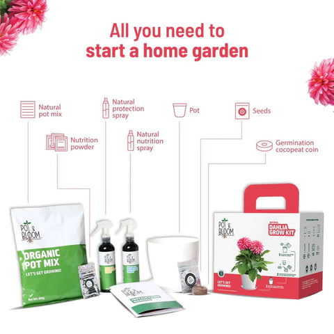 Dahlia Kit for home garden