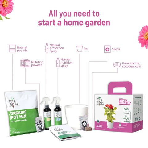 Zinnia seed and kits for home garden