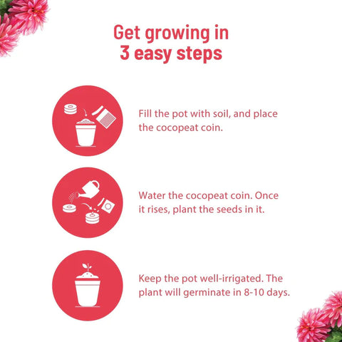 Dahlia Flower Seeds: Complete gardening kit | Pot & Bloom
