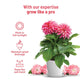 Dahlia Seeds Kit: Complete gardening kit | Pot & Bloom