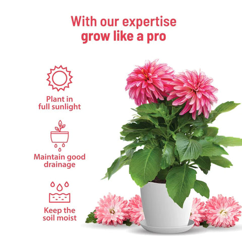 Dahlia Seeds Kit: Complete gardening kit | Pot & Bloom