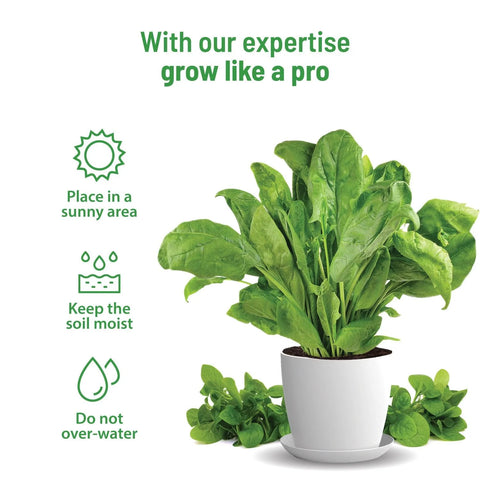Spinach Seeds Kit: Complete gardening kit | Pot & Bloom