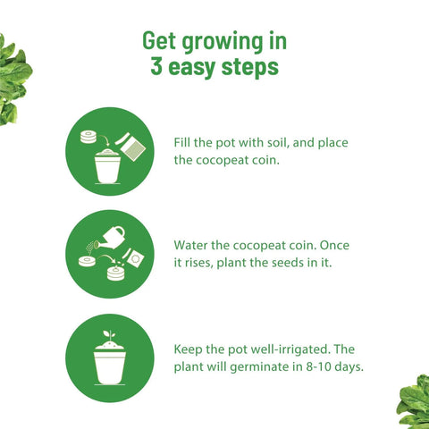 Spinach Vegetable Seeds: Complete gardening kit | Pot & Bloom