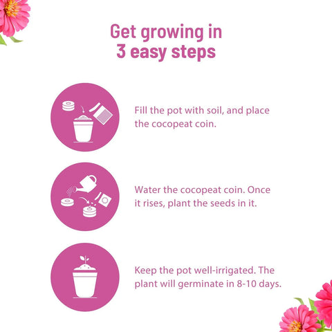 Zinnia Seeds Kit : Complete gardening kit | Pot & Bloom