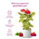 Zinnia Flower Seeds: Complete gardening kit | Pot & Bloom