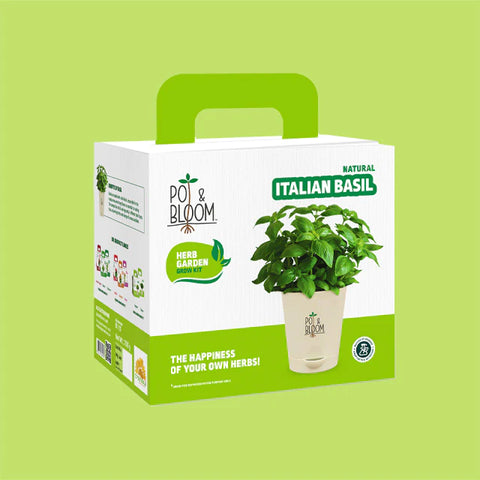 Italian basil plant for Home