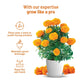 Marigold Flower Seed Kit : Complete gardening kit  | Pot & Bloom