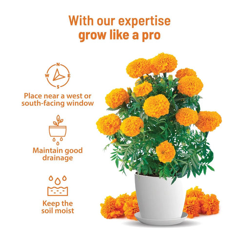 Marigold Flower Seed Kit : Complete gardening kit  | Pot & Bloom