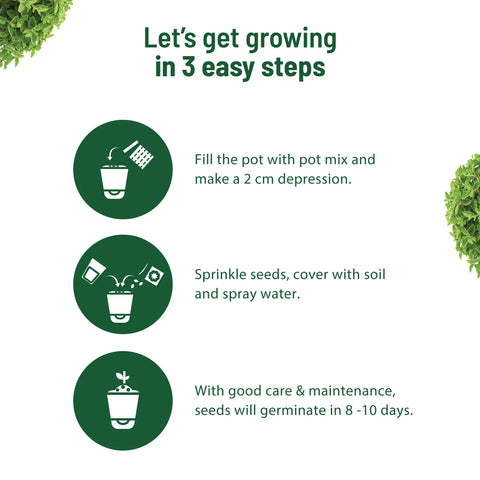 planting oregano seeds in pots Buy Oregano Kit Online at Best Price