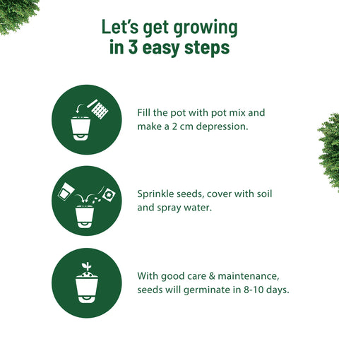 Thyme plant online: Complete gardening kit  | Pot & Bloom