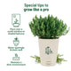 Thyme seeds online: Complete gardening kit  | Pot & Bloom